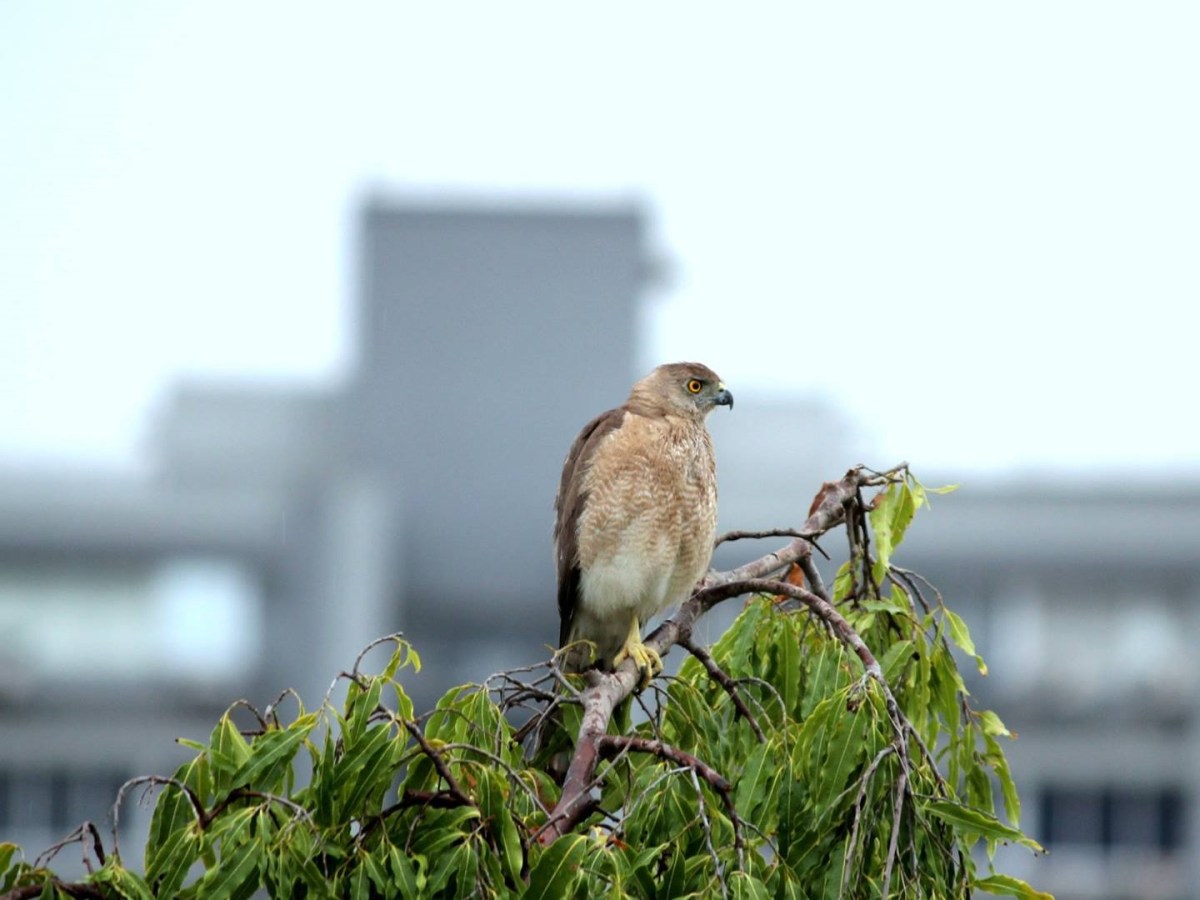 Shared Spaces: Understanding Wildlife Habitats in a Human-Shaped&nbsp;World