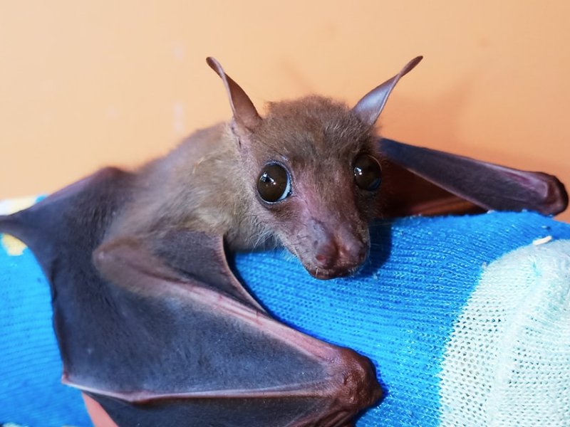 Wildlife Rehabilitation: Adhering to a Code of&nbsp;Ethics