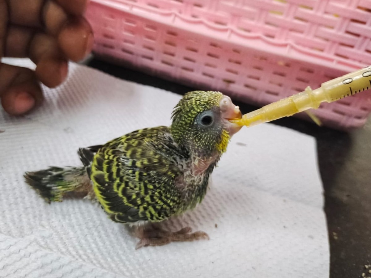 A Guide to Hand-Raising Budgerigar Babies: Tips and Techniques for&nbsp;Success