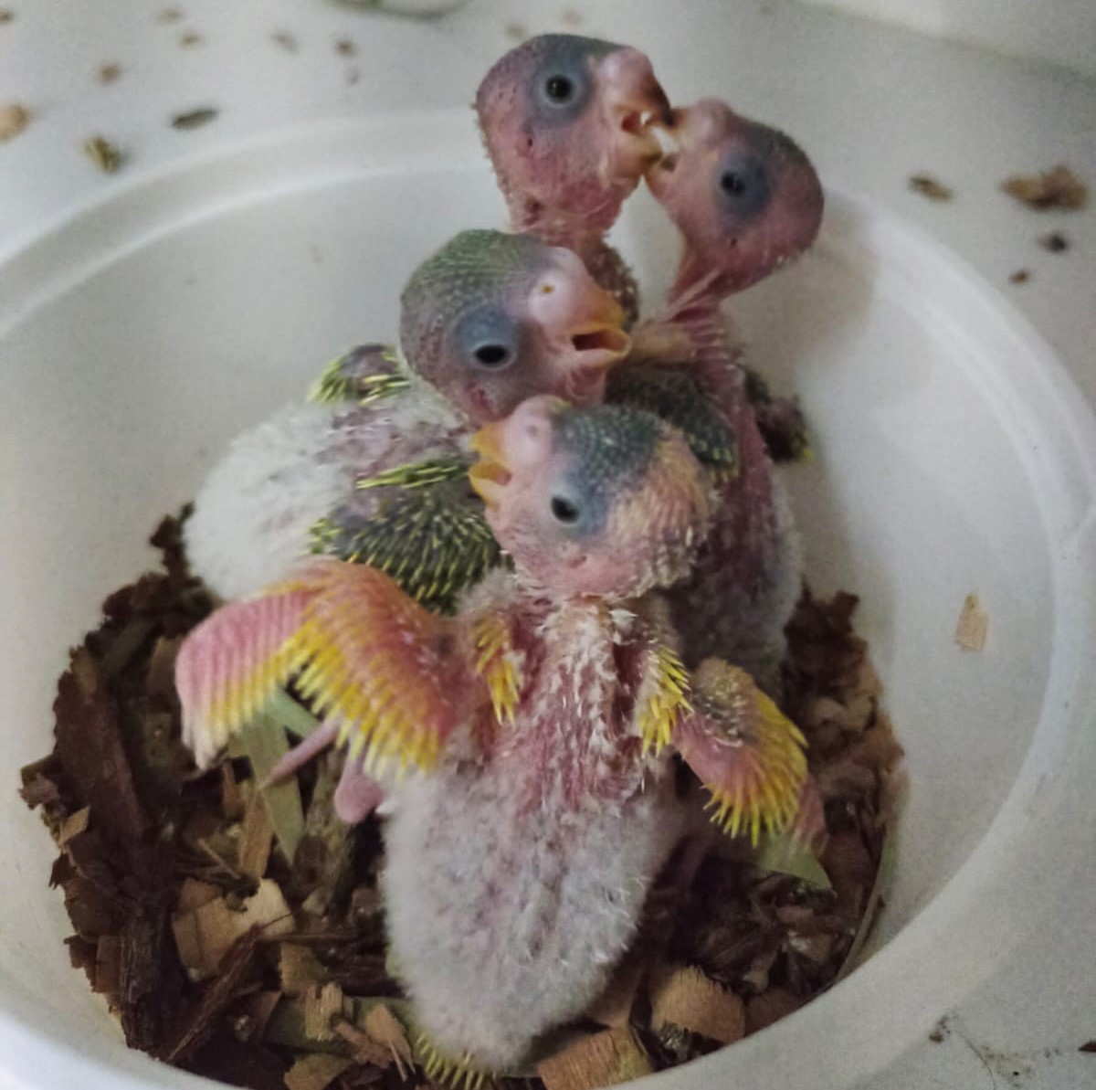 11-day old budgerigar babies.
