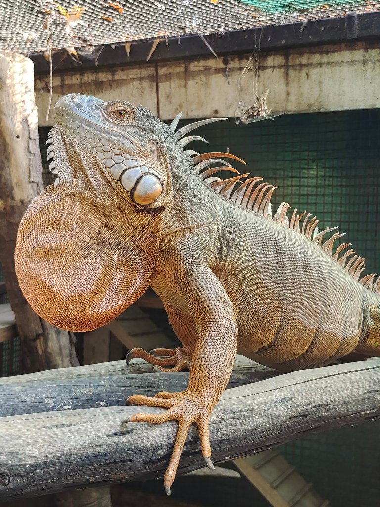 Green iguanas come in various color morphs such as this majestic red male.
