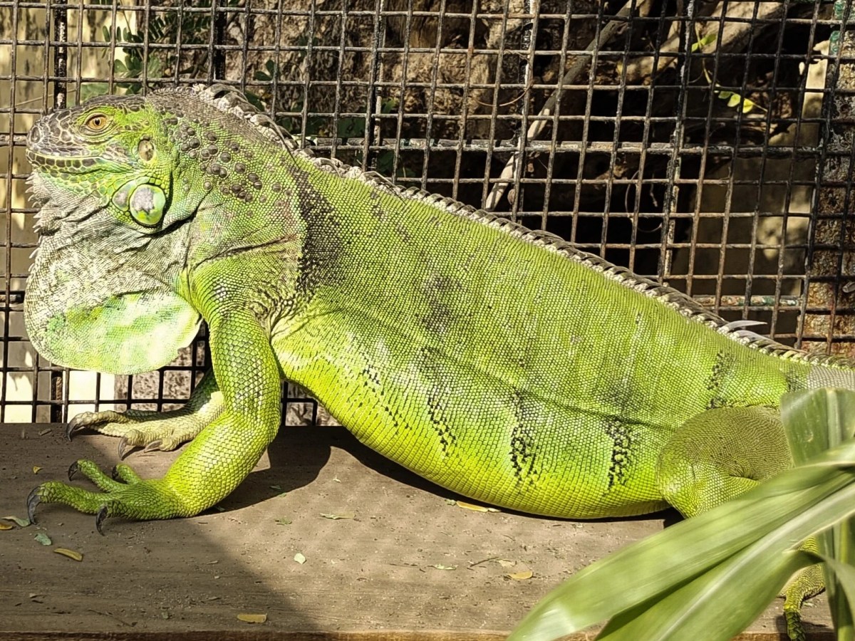 The Ultimate Guide to Caring for Your Green Iguana in Indian&nbsp;Conditions