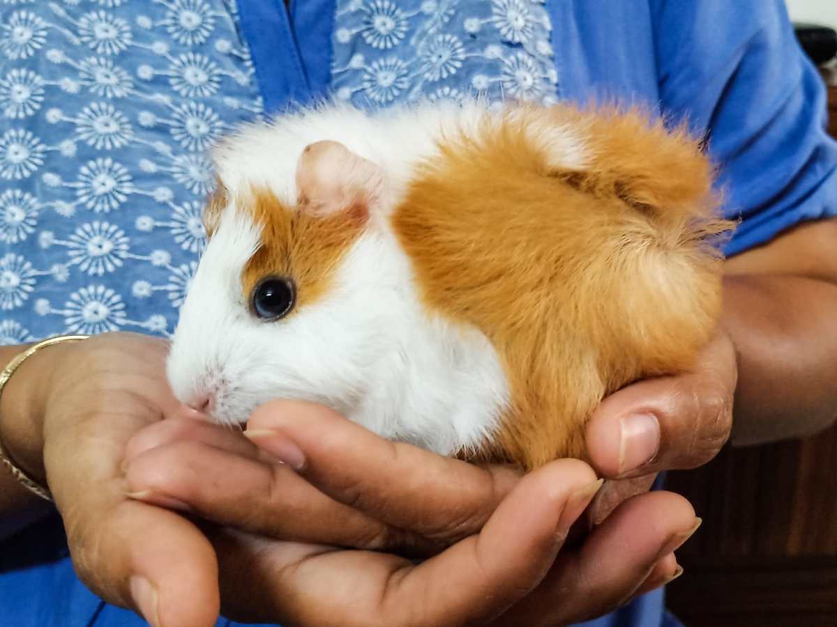 Raising Happy and Healthy Guinea Pig Babies: Hand-Raising&nbsp;Guide