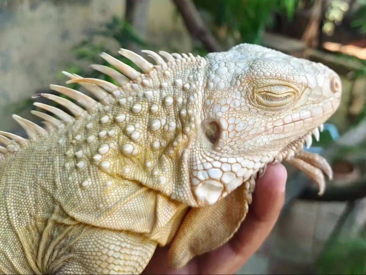 Special considerations for the care and management of albino green iguanas in&nbsp;captivity