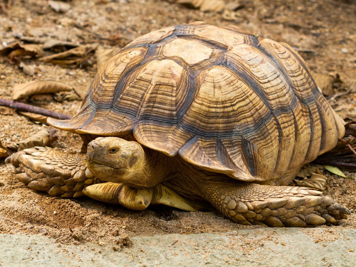 Caring for Sulcata&nbsp;Tortoises