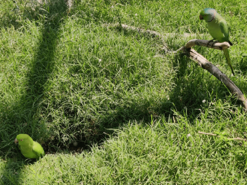 Innovative Nesting: Burrowing Behavior of Rose-Ringed&nbsp;Parakeets