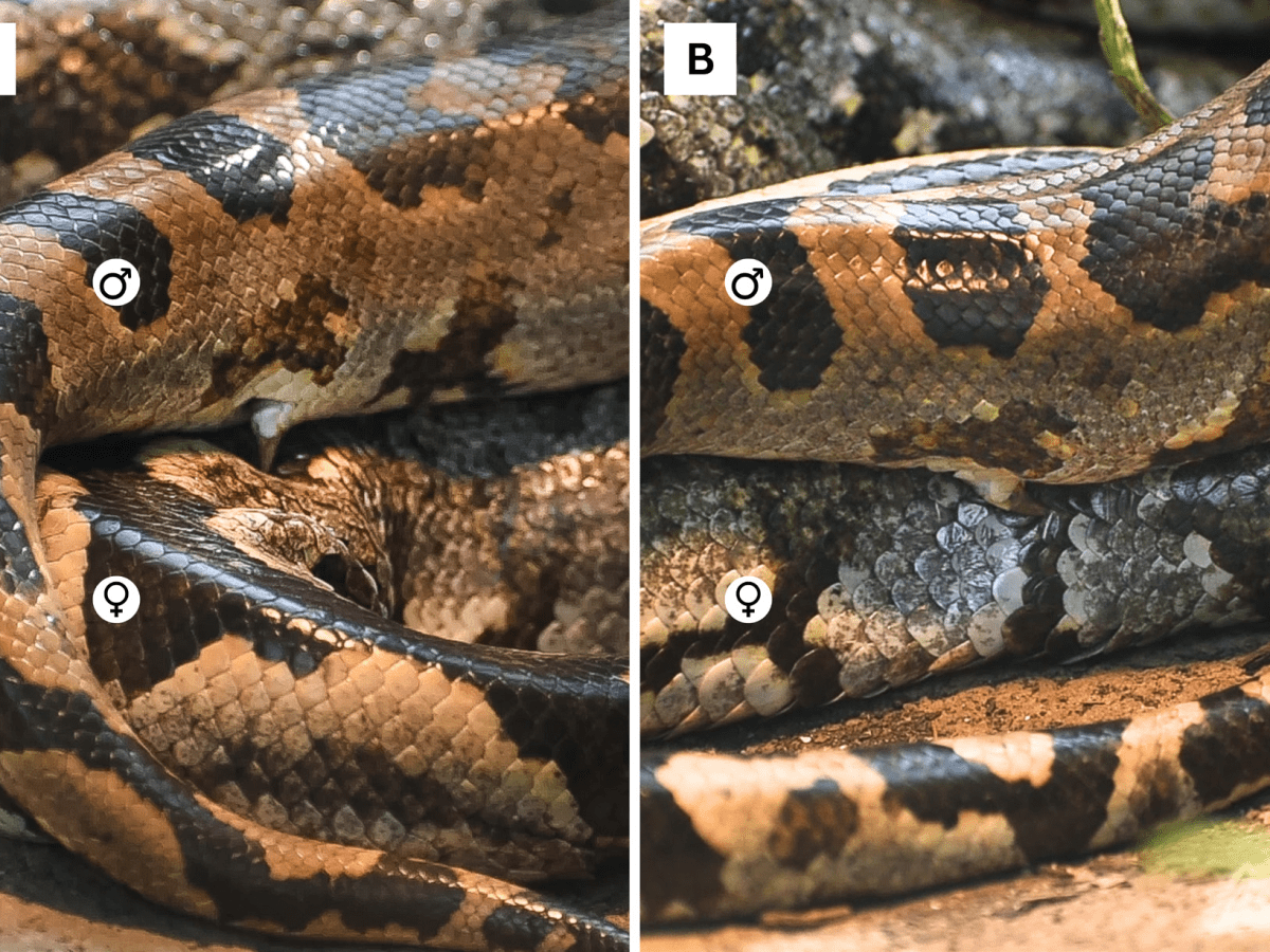 Understanding Python Mating: The Role of Pelvic&nbsp;Spurs
